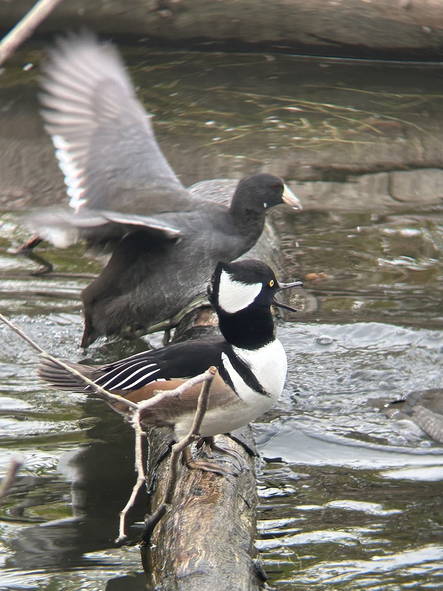 Hooded Merganser - ML643727222
