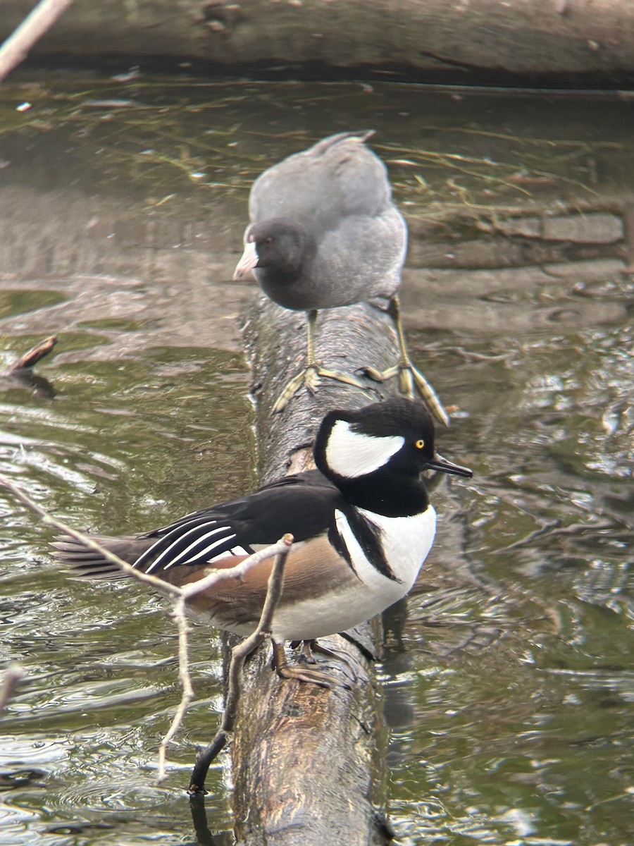 Hooded Merganser - ML643727223