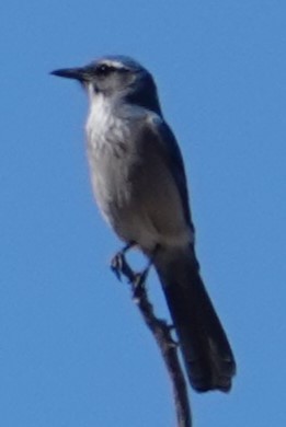 Woodhouse's Scrub-Jay - ML643727231