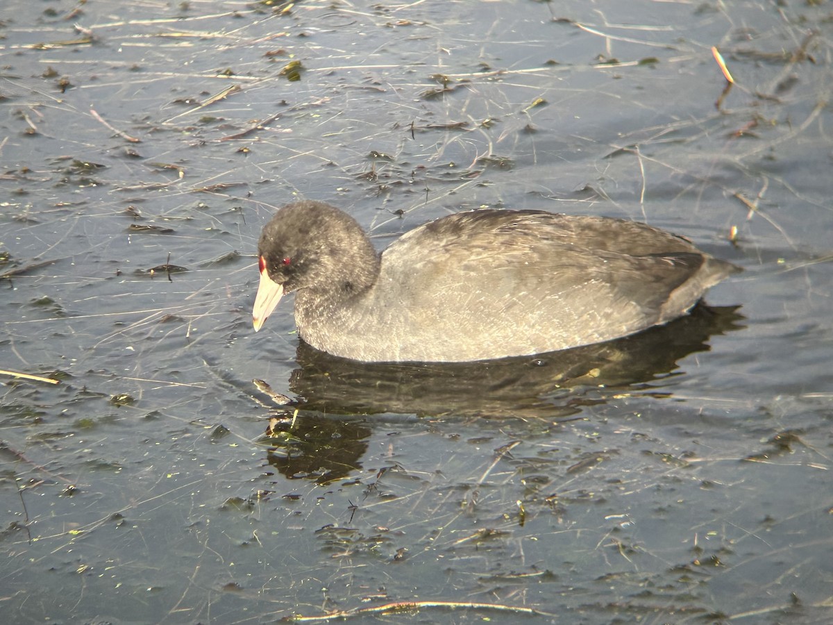 American Coot - ML643727234