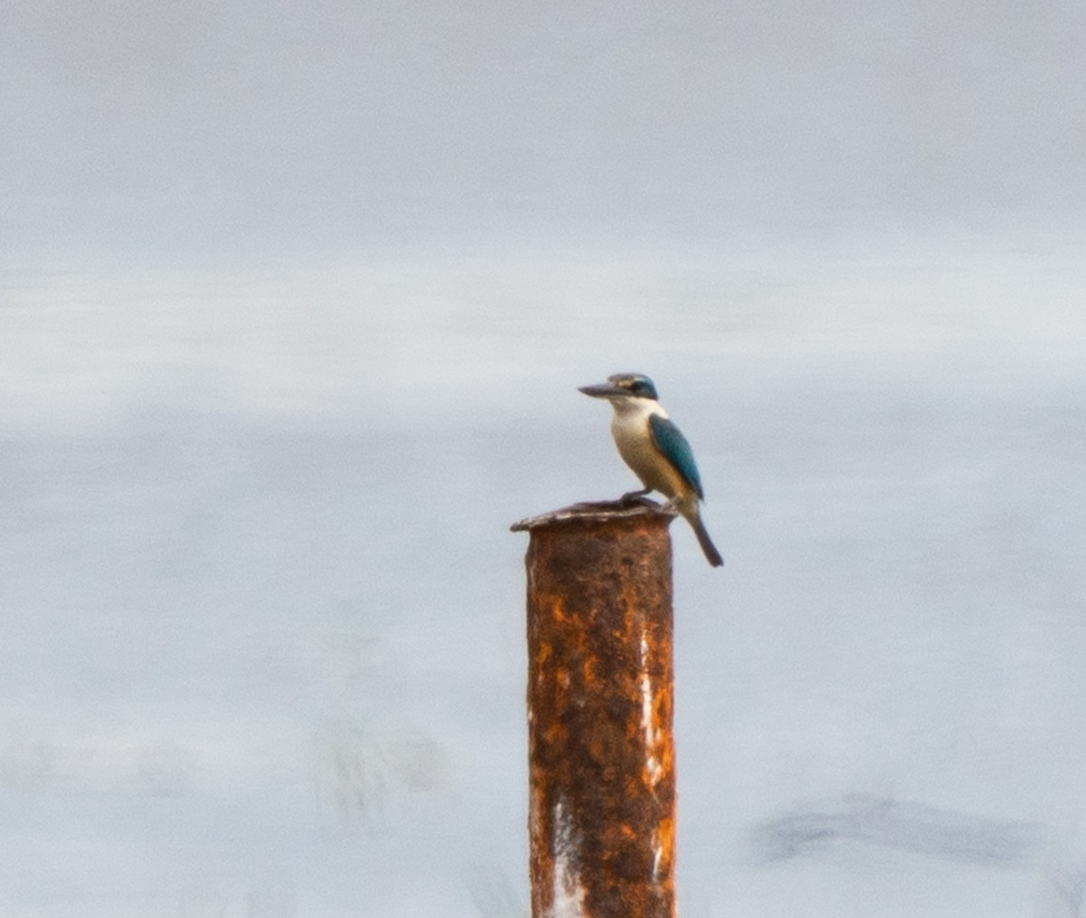 Sacred Kingfisher - ML643727239