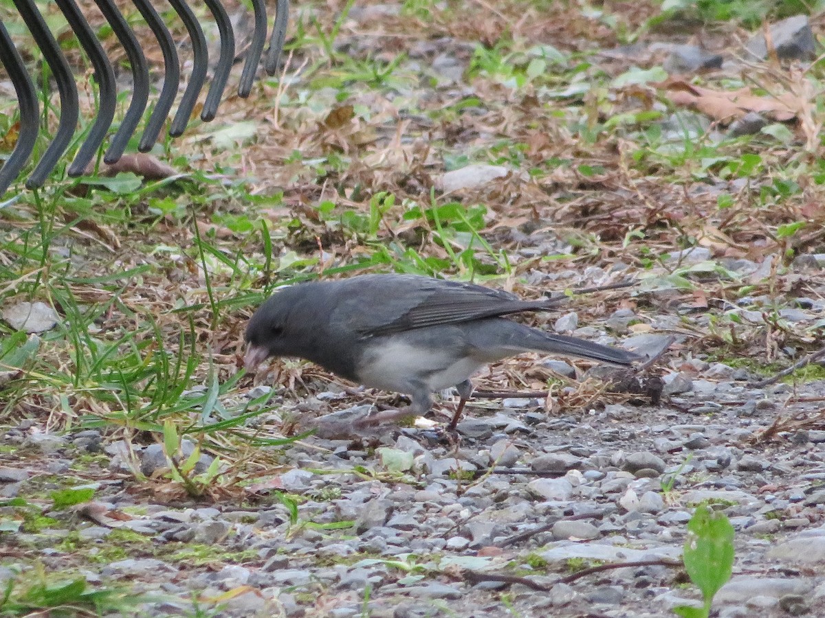 Dark-eyed Junco - ML643727247