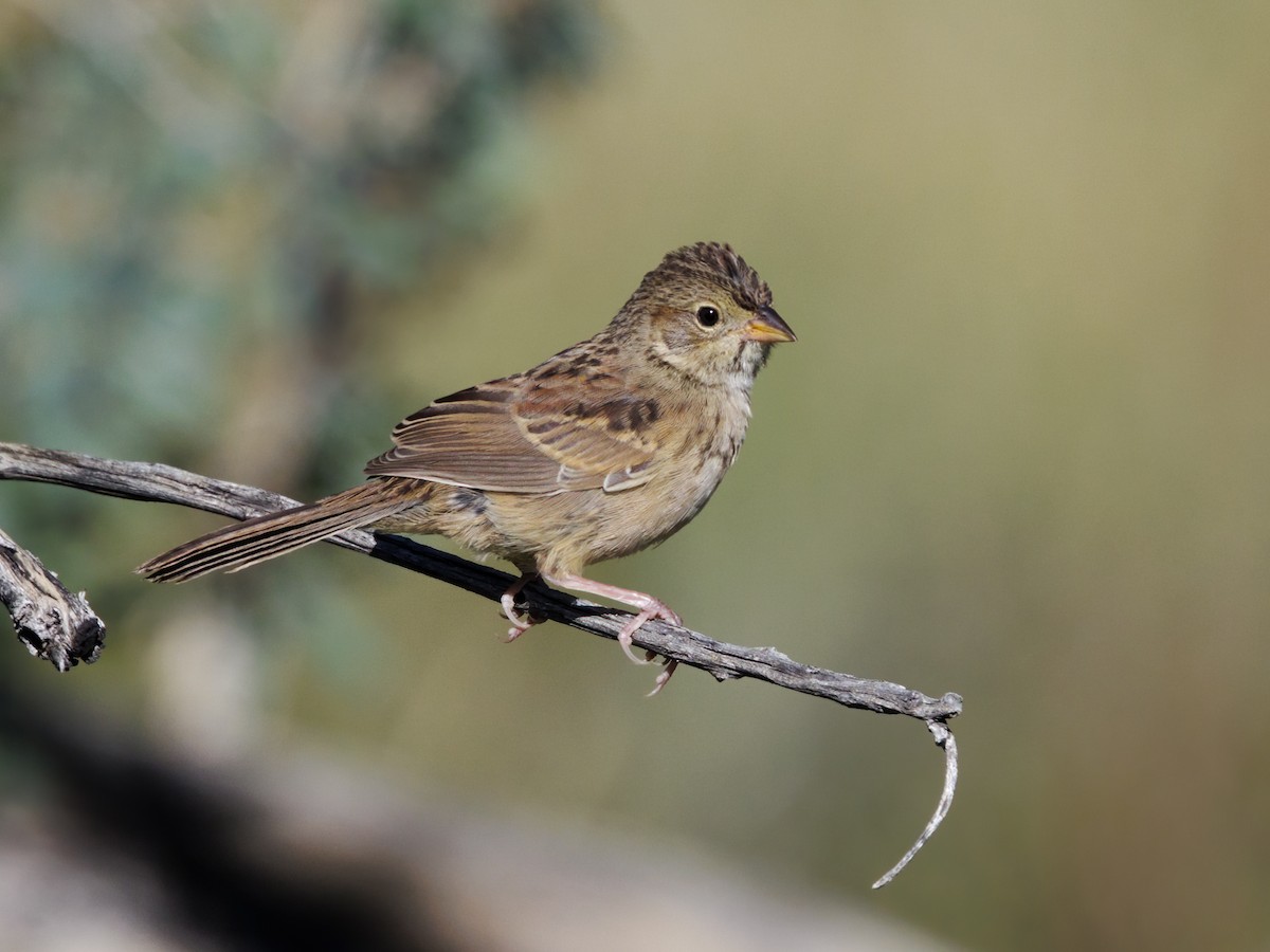 Cassin's Sparrow - ML643727264
