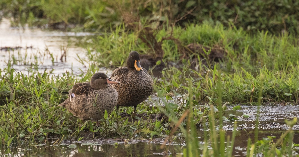 Yellow-billed Duck - ML643727265