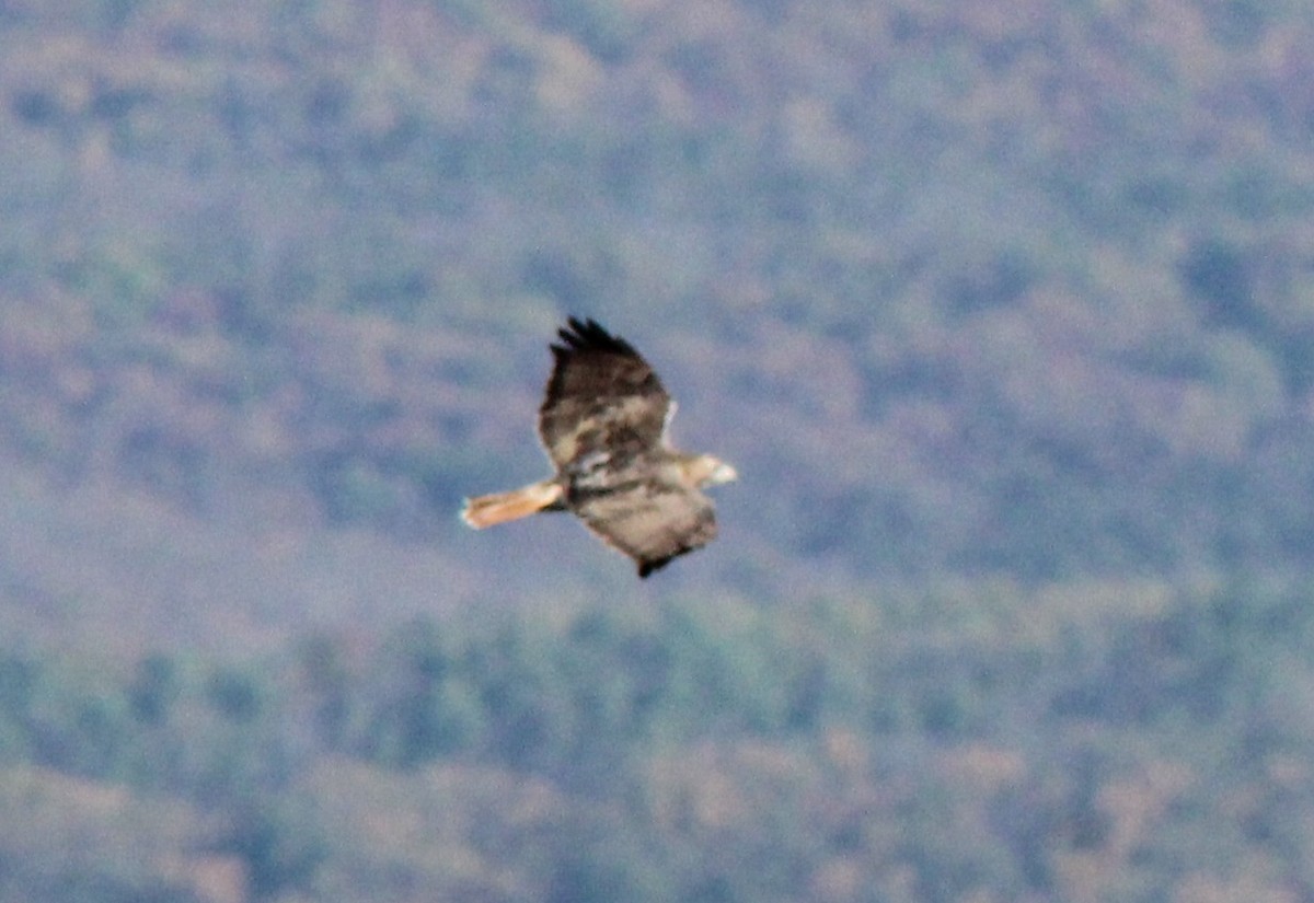 Red-tailed Hawk - ML643727274