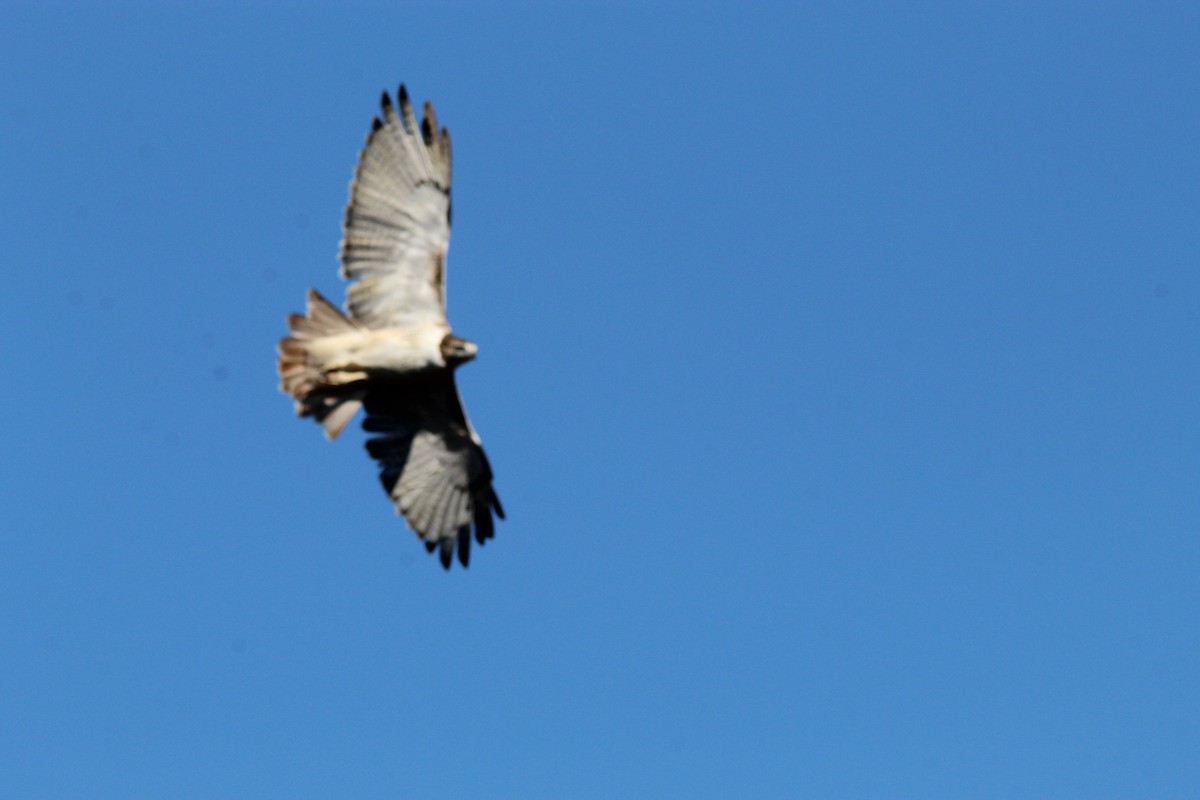 Red-tailed Hawk - ML643727275