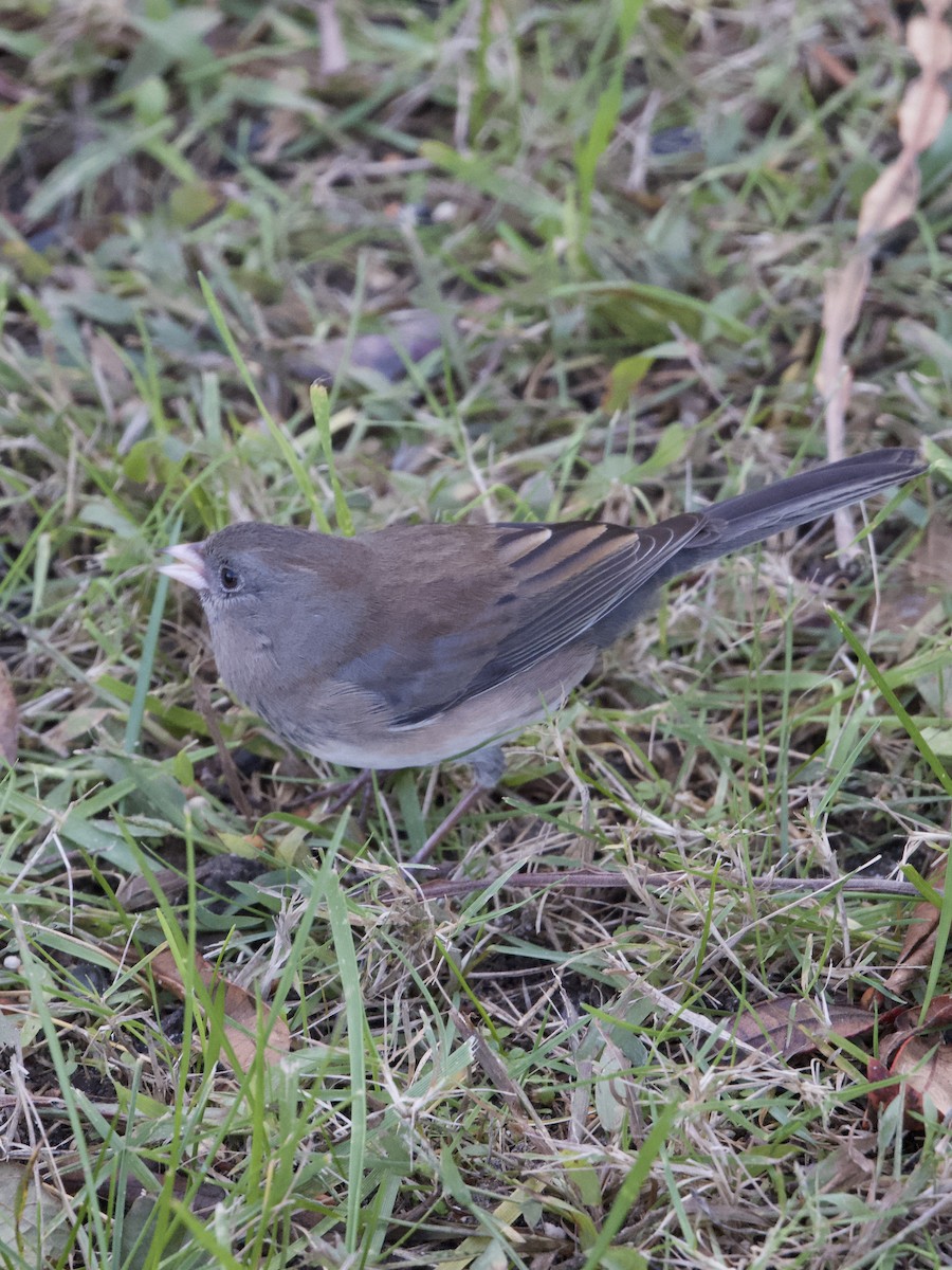 Dark-eyed Junco - ML643727299
