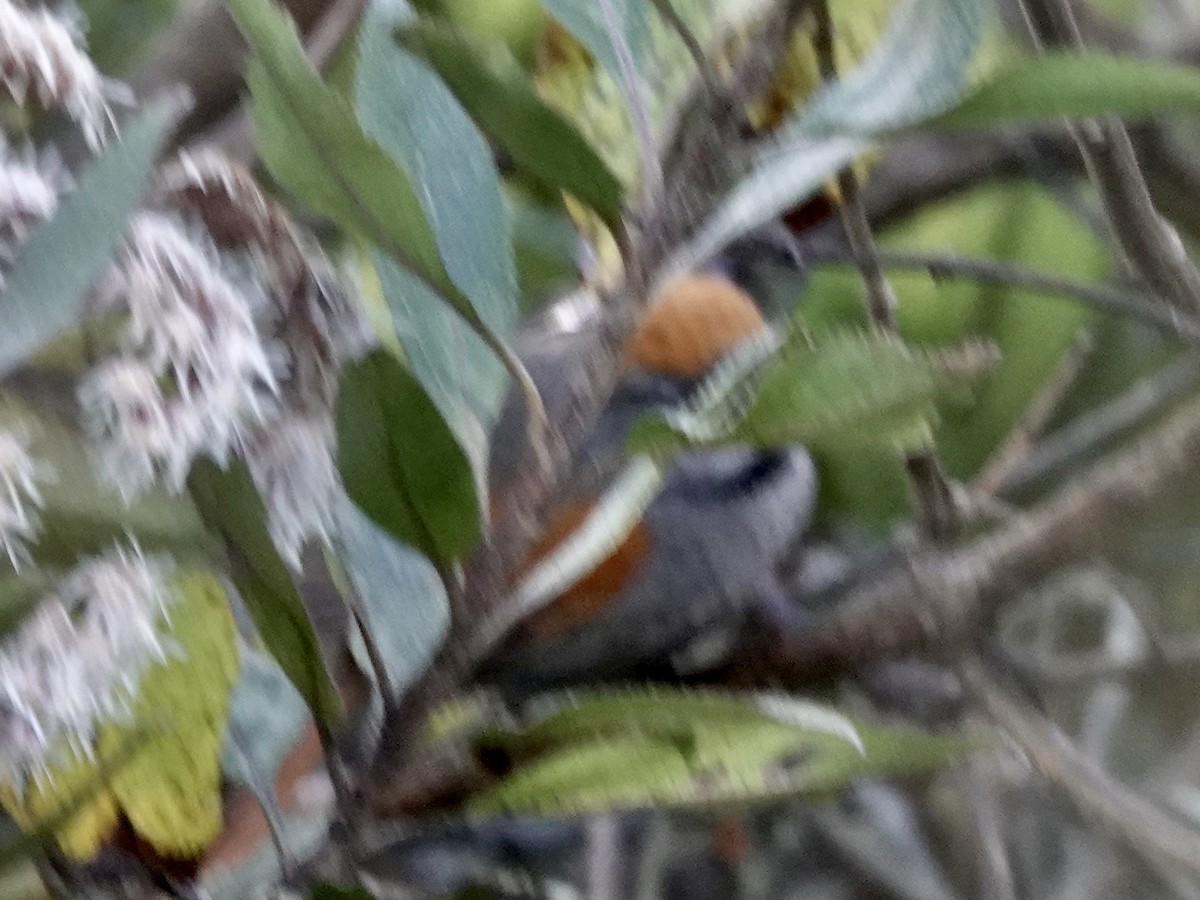 Azara's Spinetail - ML643727350