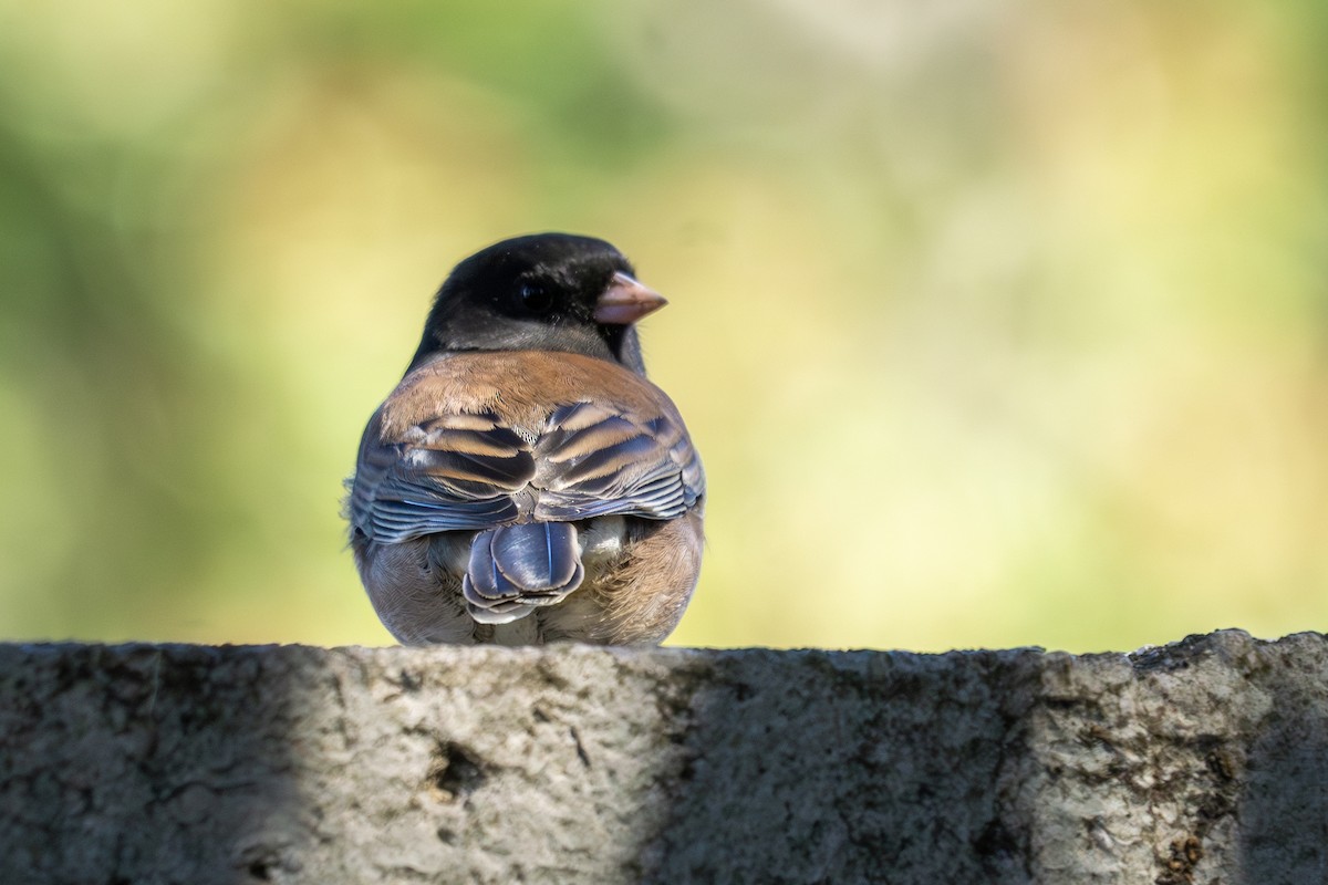 Dark-eyed Junco - ML643727355