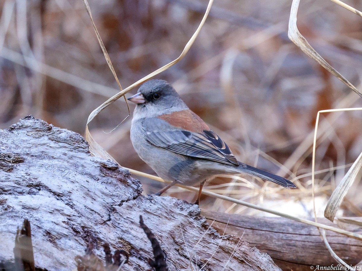 Dark-eyed Junco - ML643727365