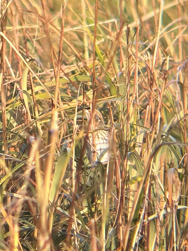 Saltmarsh Sparrow - ML643727392