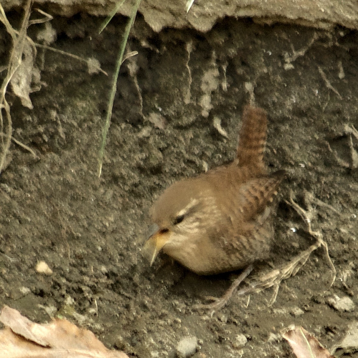 Winter Wren - ML643727423