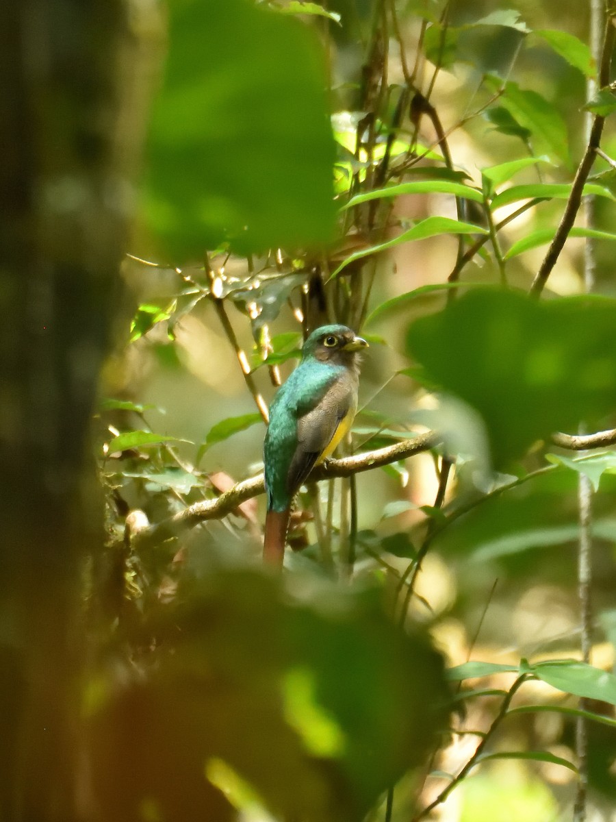 Trogon aurore - ML643727429