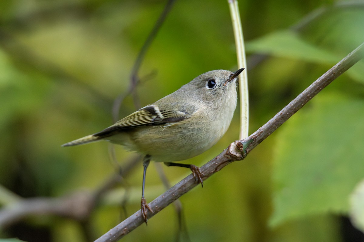 Ruby-crowned Kinglet - ML643727435