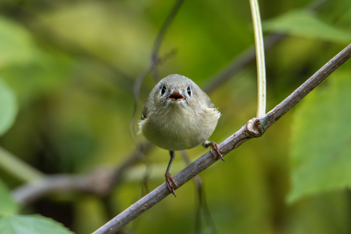Ruby-crowned Kinglet - ML643727436