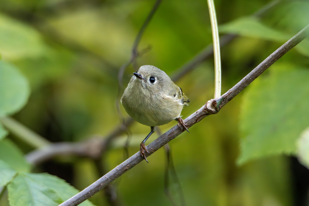 Ruby-crowned Kinglet - ML643727437