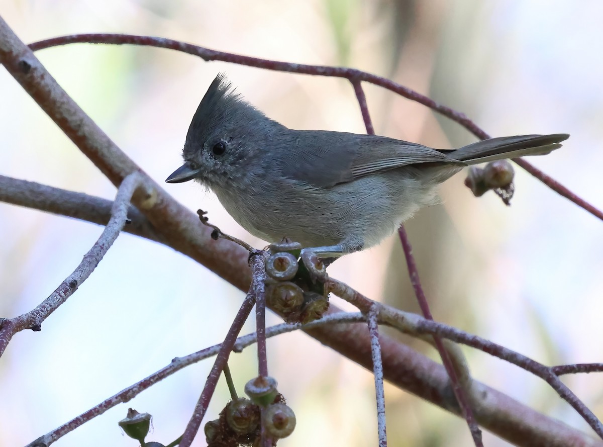 Oak Titmouse - ML643727442