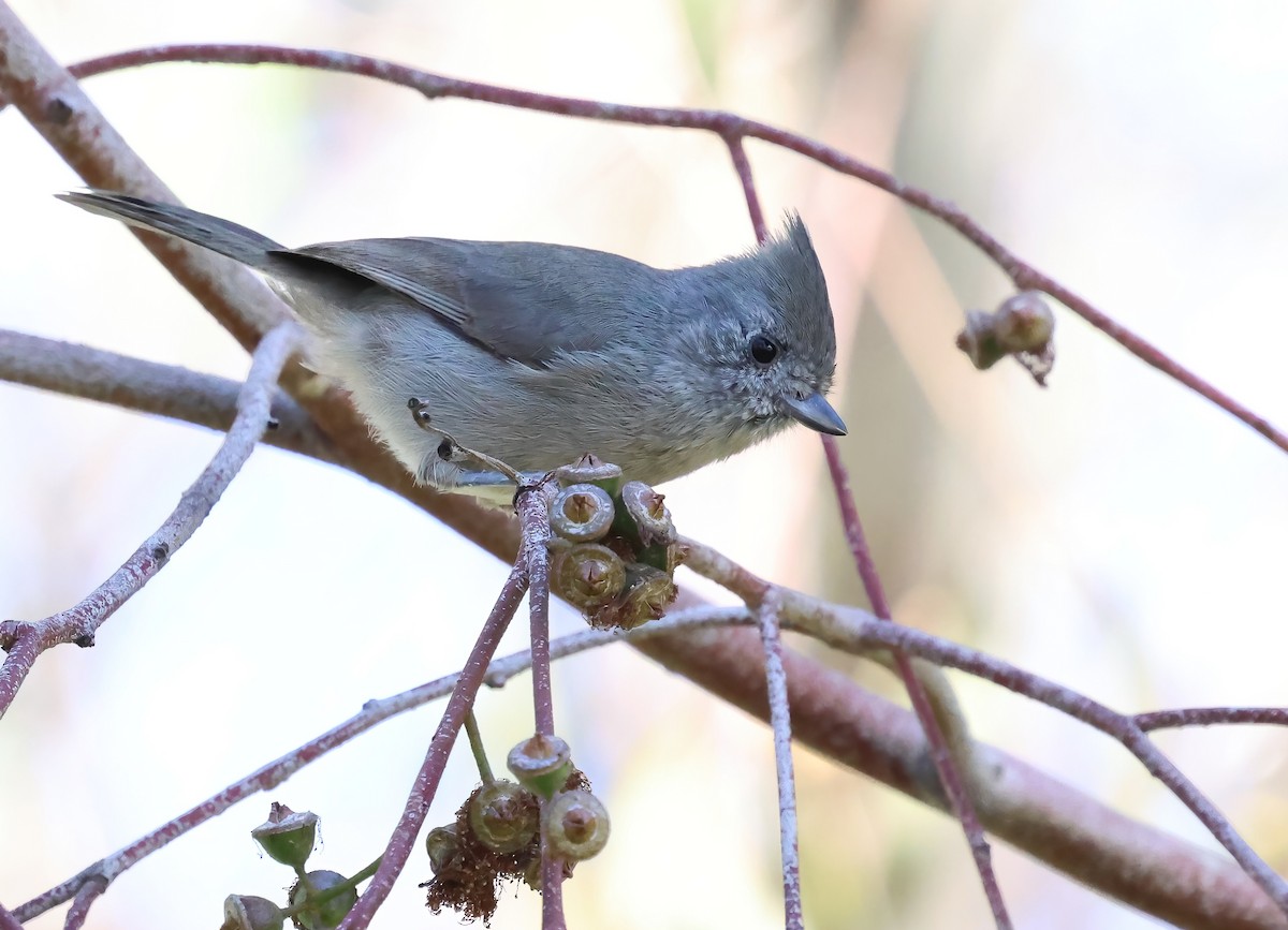 Oak Titmouse - ML643727443