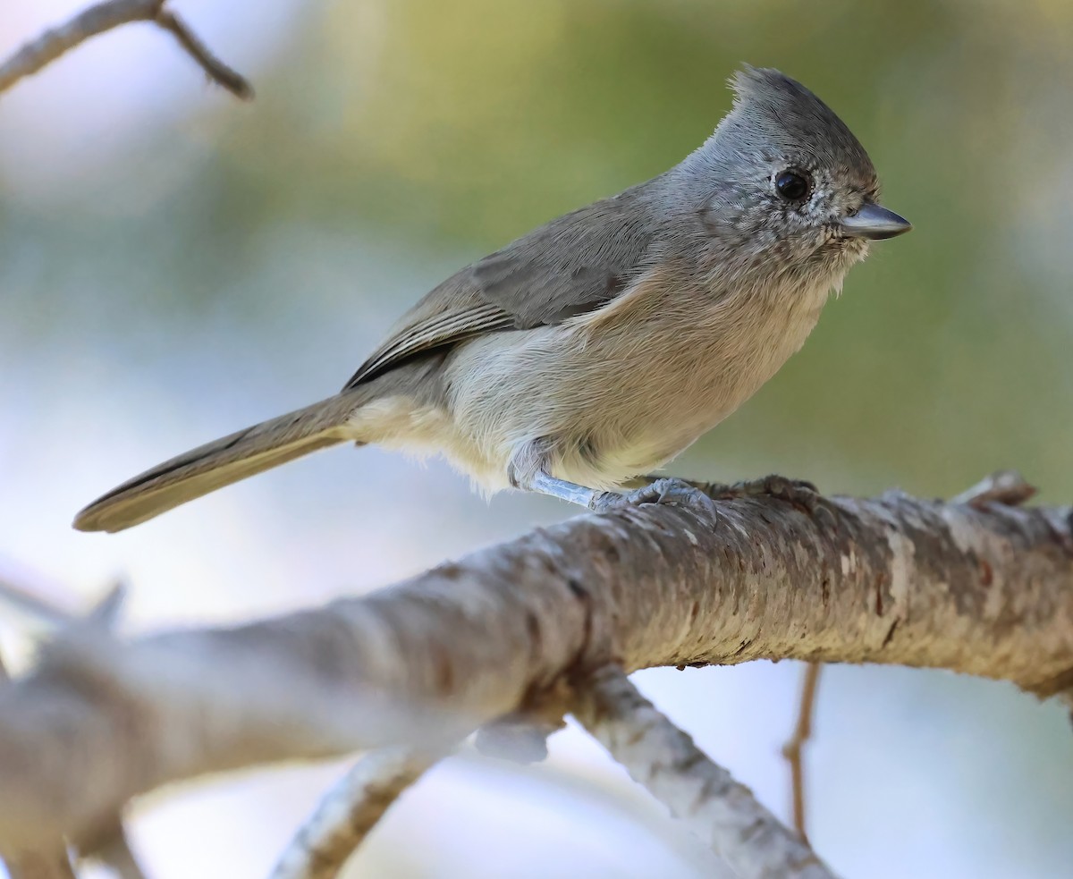Oak Titmouse - ML643727444
