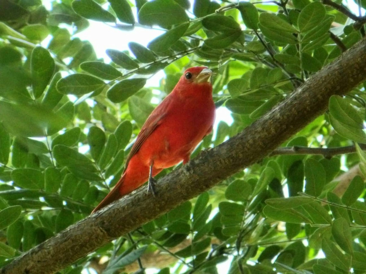 Summer Tanager - ML643727451