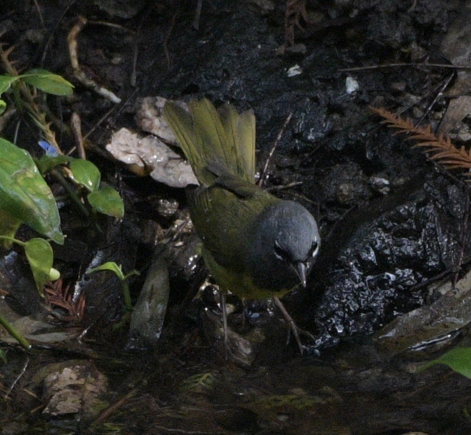 kjerrparula - ML643727476