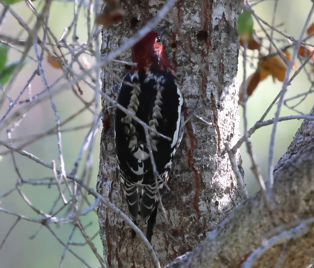 Red-breasted Sapsucker - ML643727477