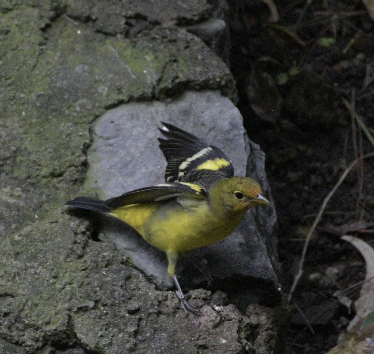 Western Tanager - ML643727487