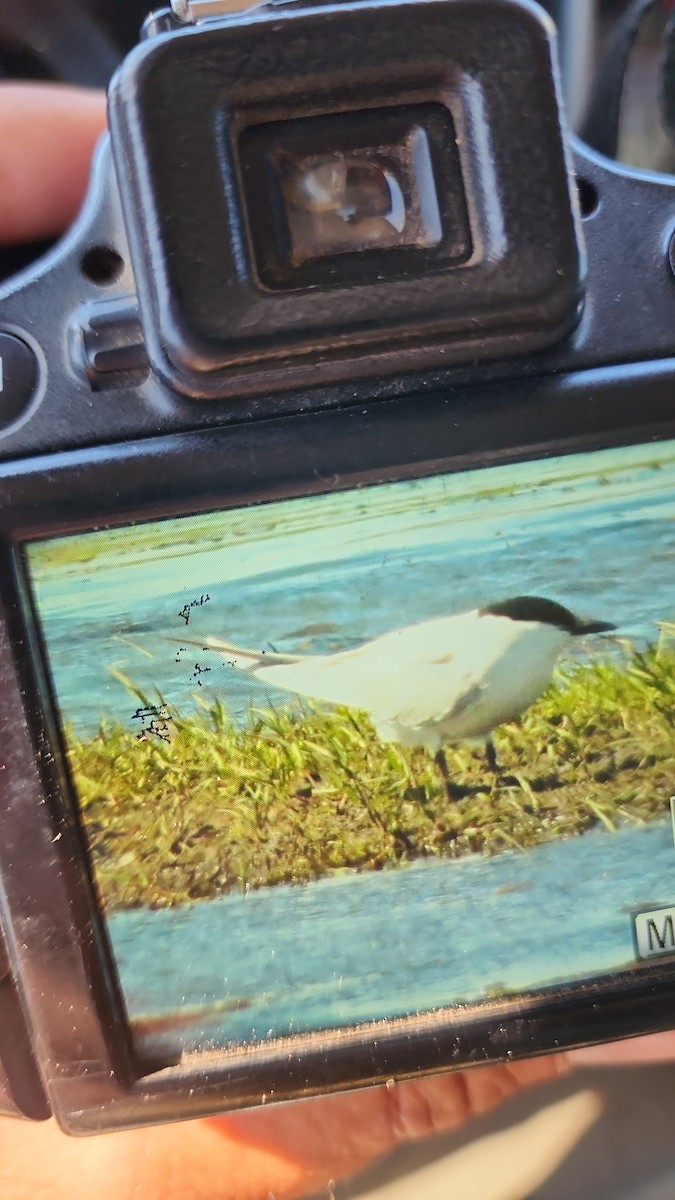 Gull-billed Tern - ML643727498
