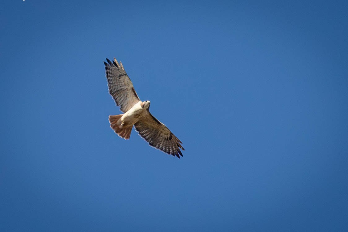 Red-tailed Hawk - ML643727505