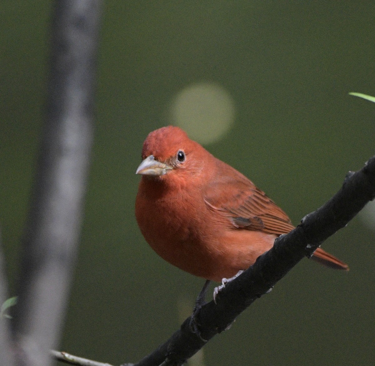 Summer Tanager - ML643727518