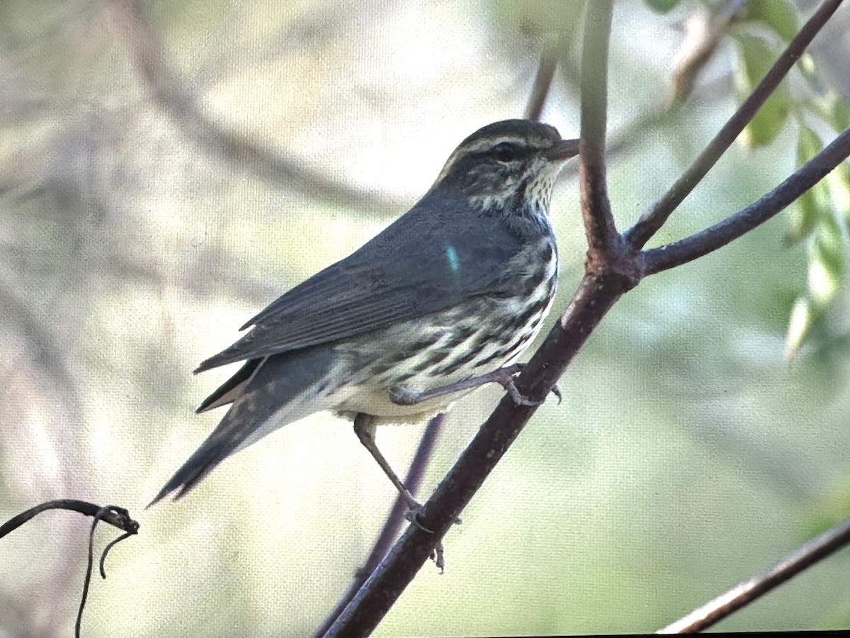 Northern Waterthrush - ML643727522