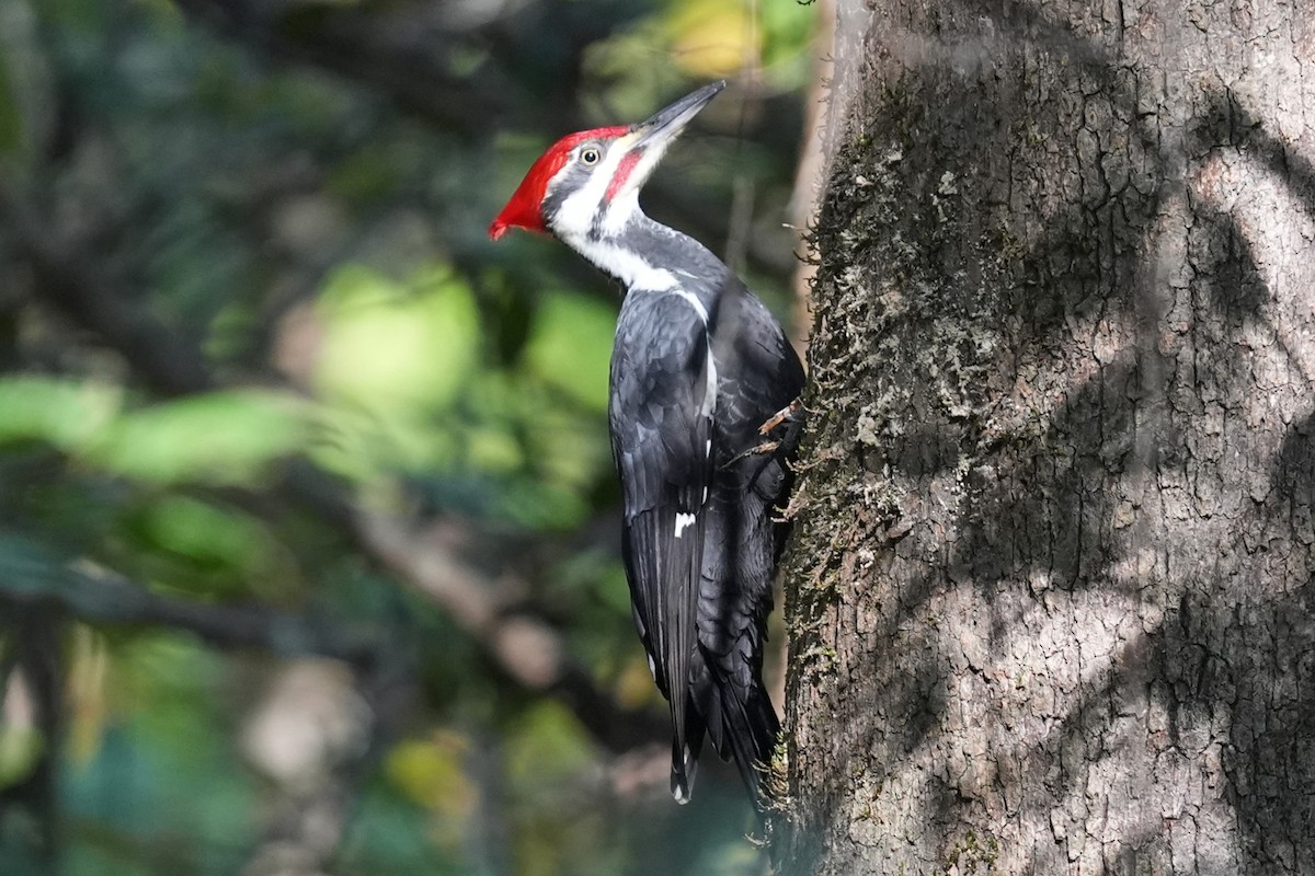 Pileated Woodpecker - ML643727540