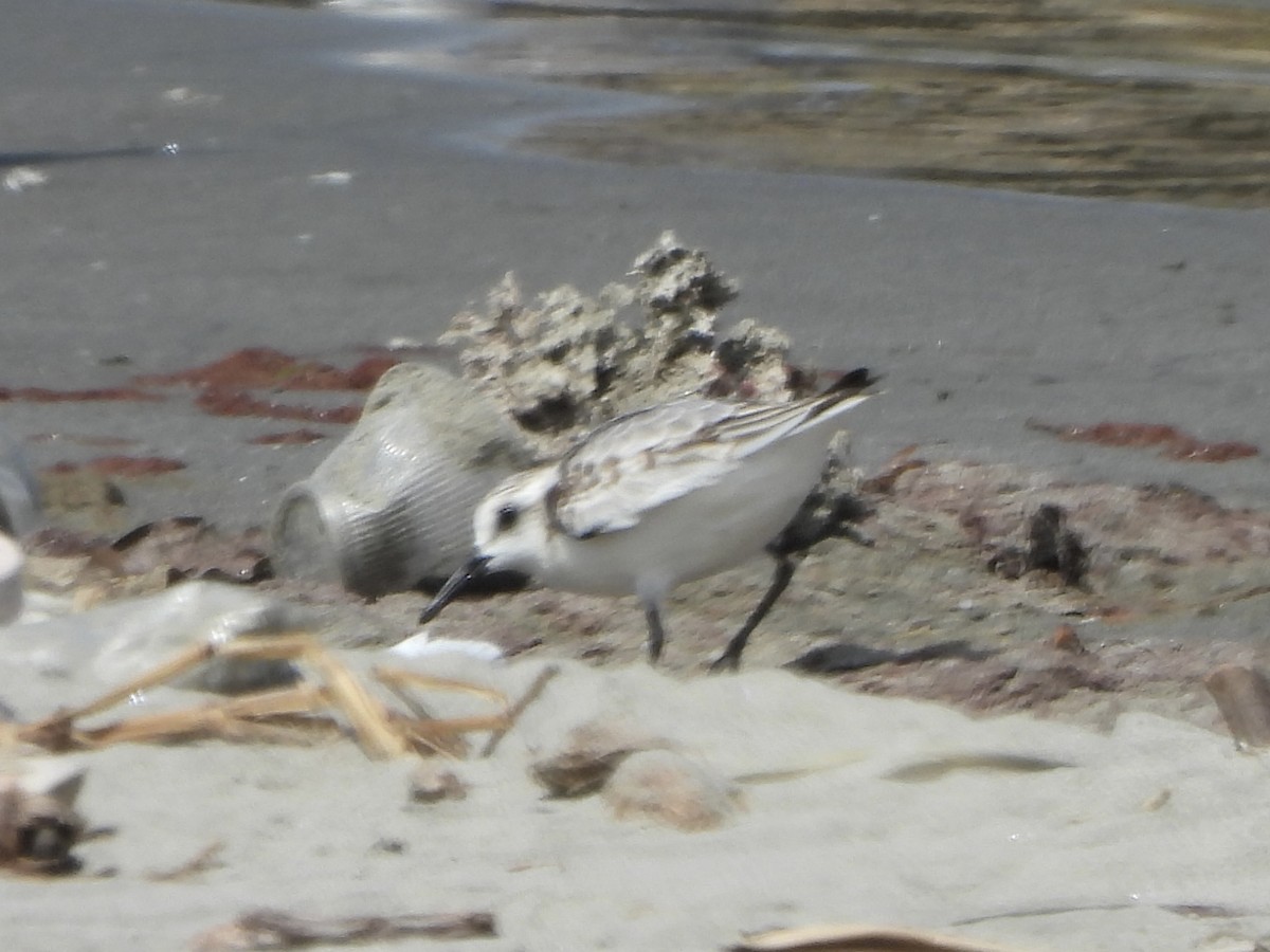 Bécasseau sanderling - ML643727544