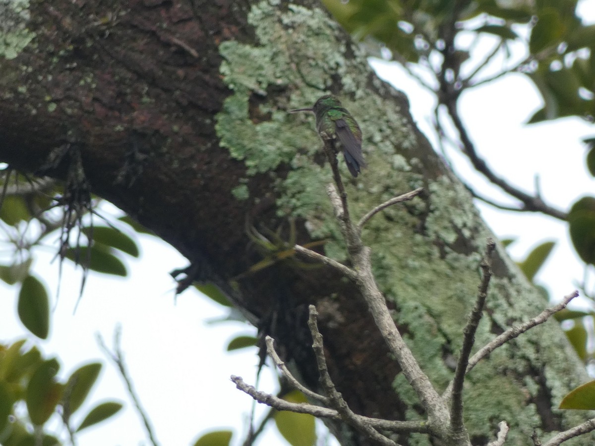 Blue-vented Hummingbird - ML643727549
