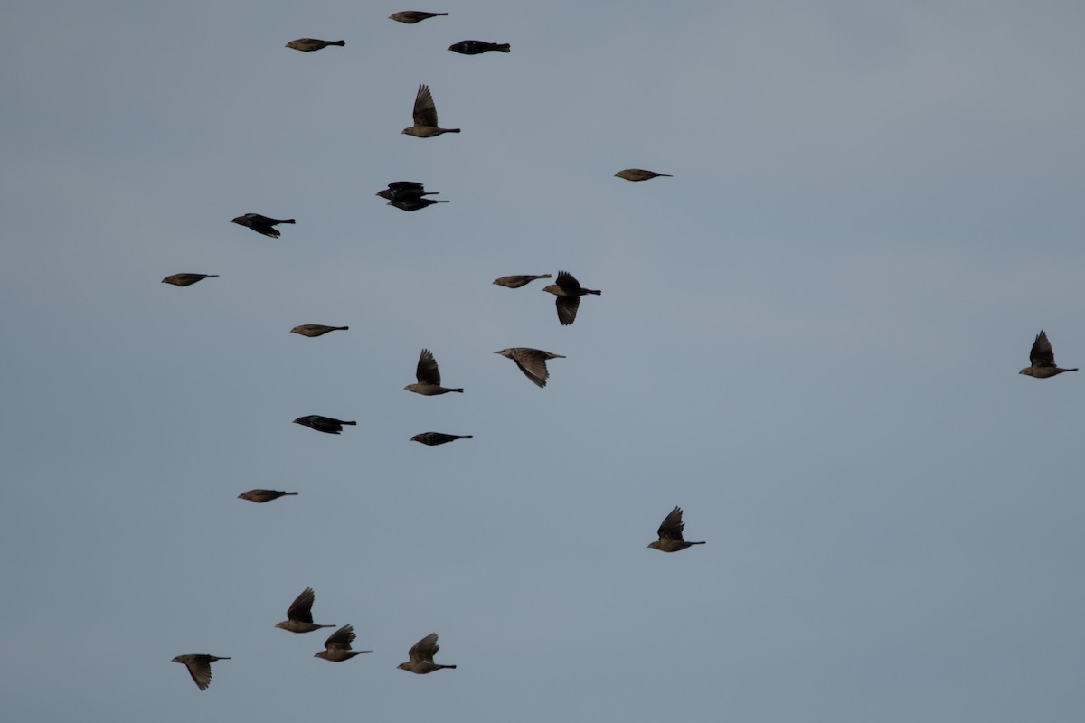 Brown-headed Cowbird - ML643727555