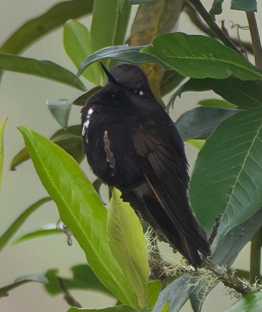 Black-hooded Sunbeam - ML643727573