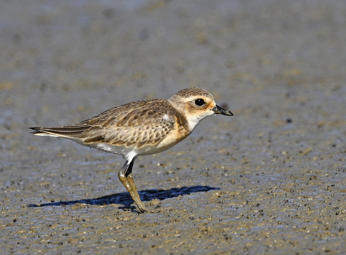 Tibetan Sand-Plover - ML643727577