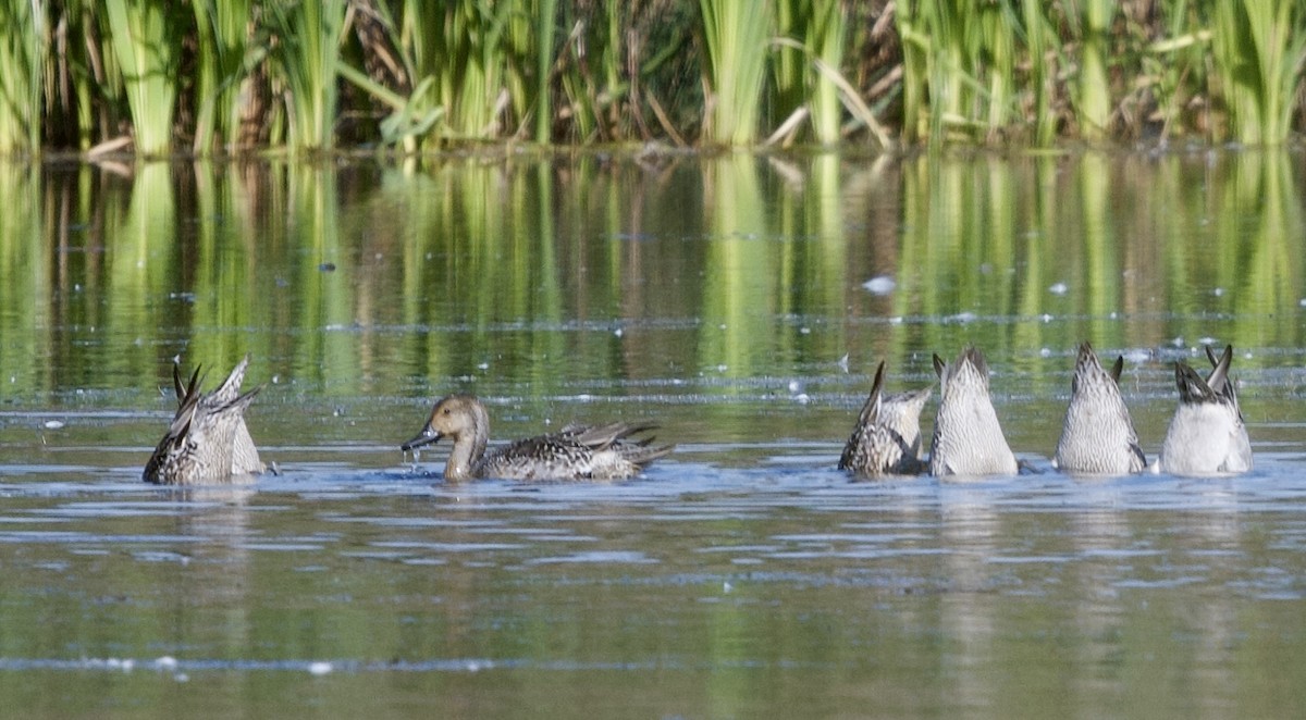 ostralka štíhlá - ML643727614