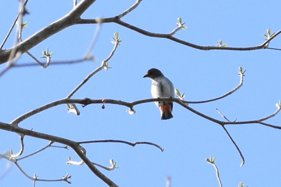 Picaflores Golondrina - ML643727666