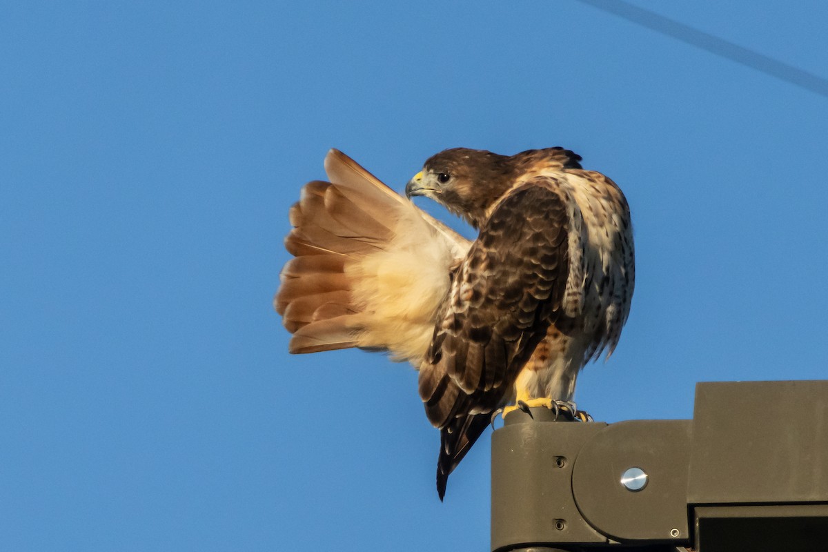 Red-tailed Hawk - ML643727672