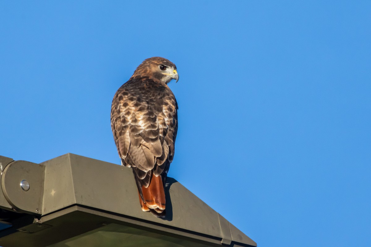 Red-tailed Hawk - ML643727673