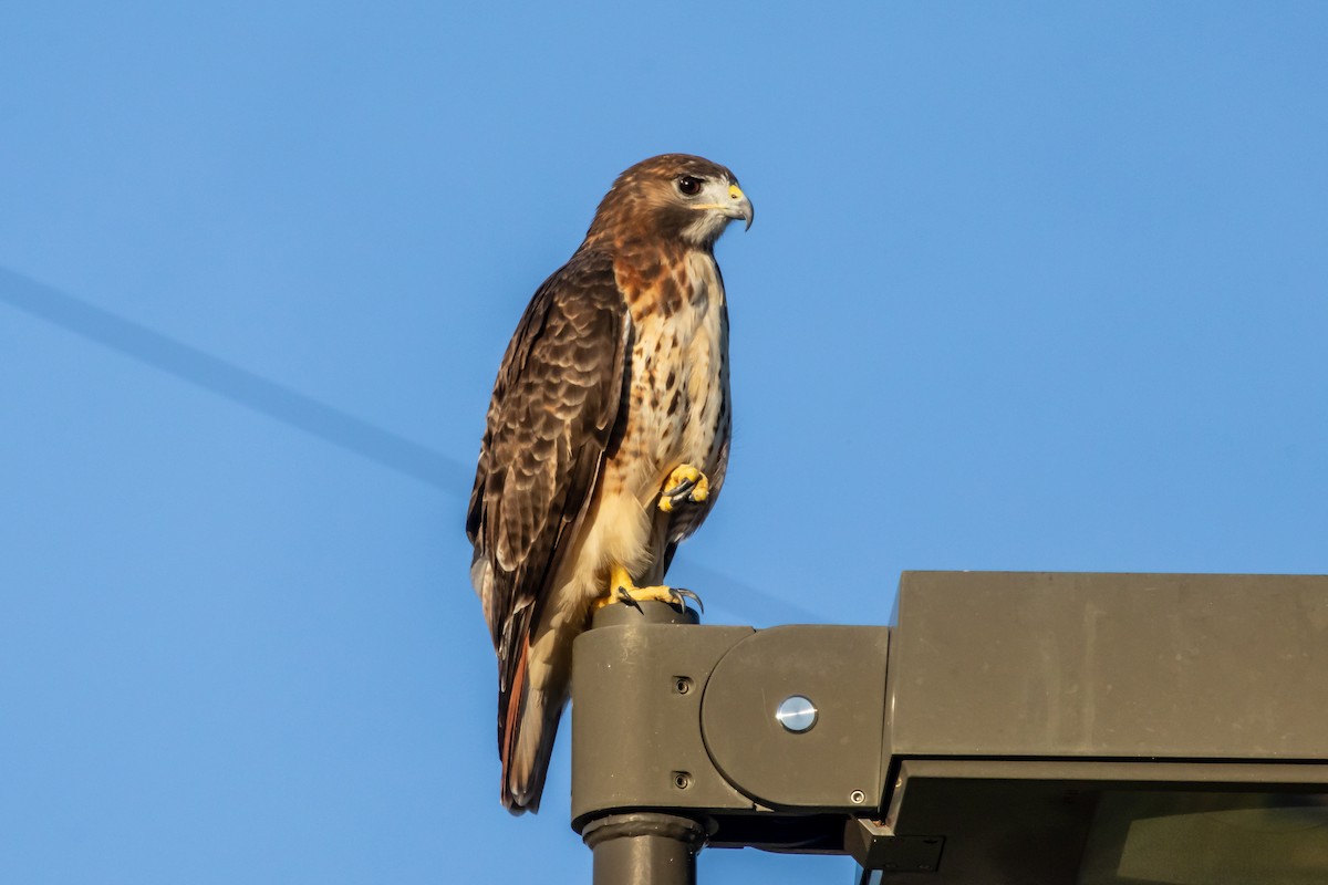 Red-tailed Hawk - ML643727674
