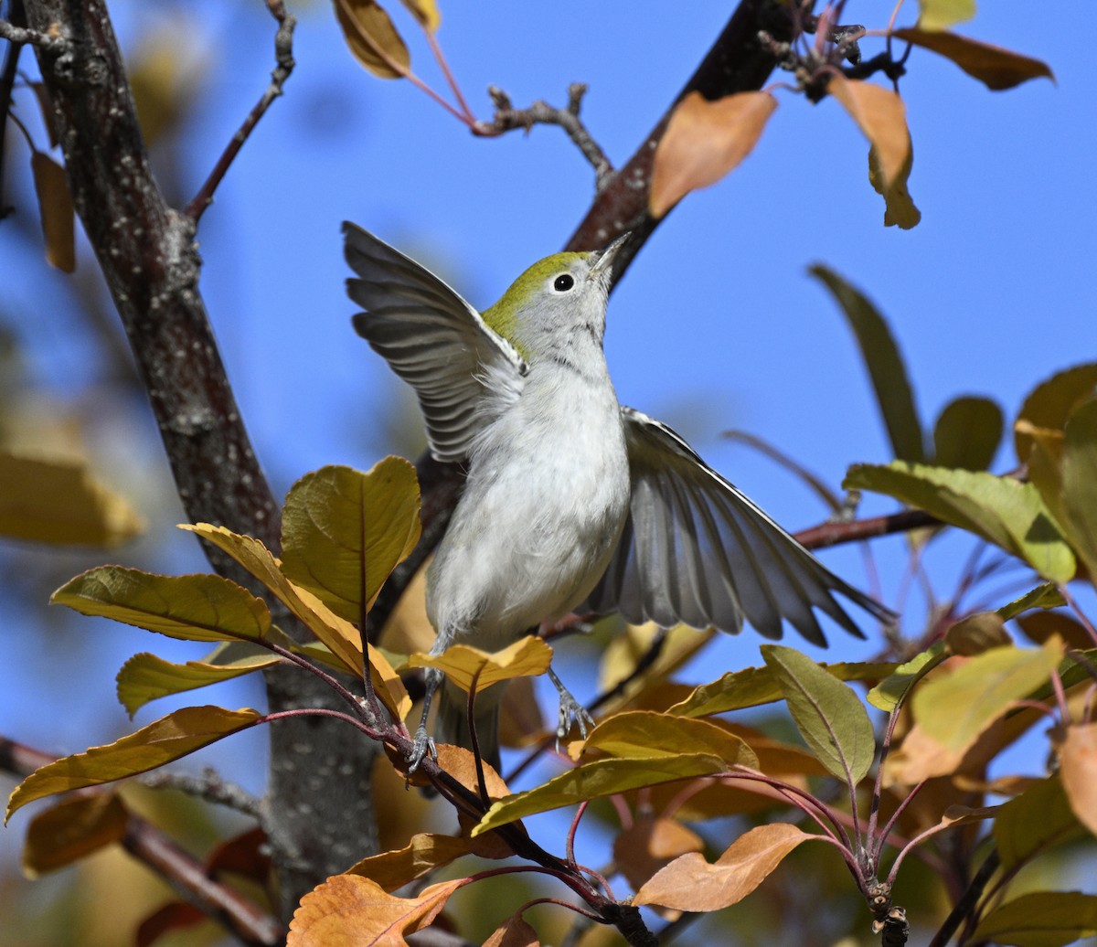 Chestnut-sided Warbler - ML643727680