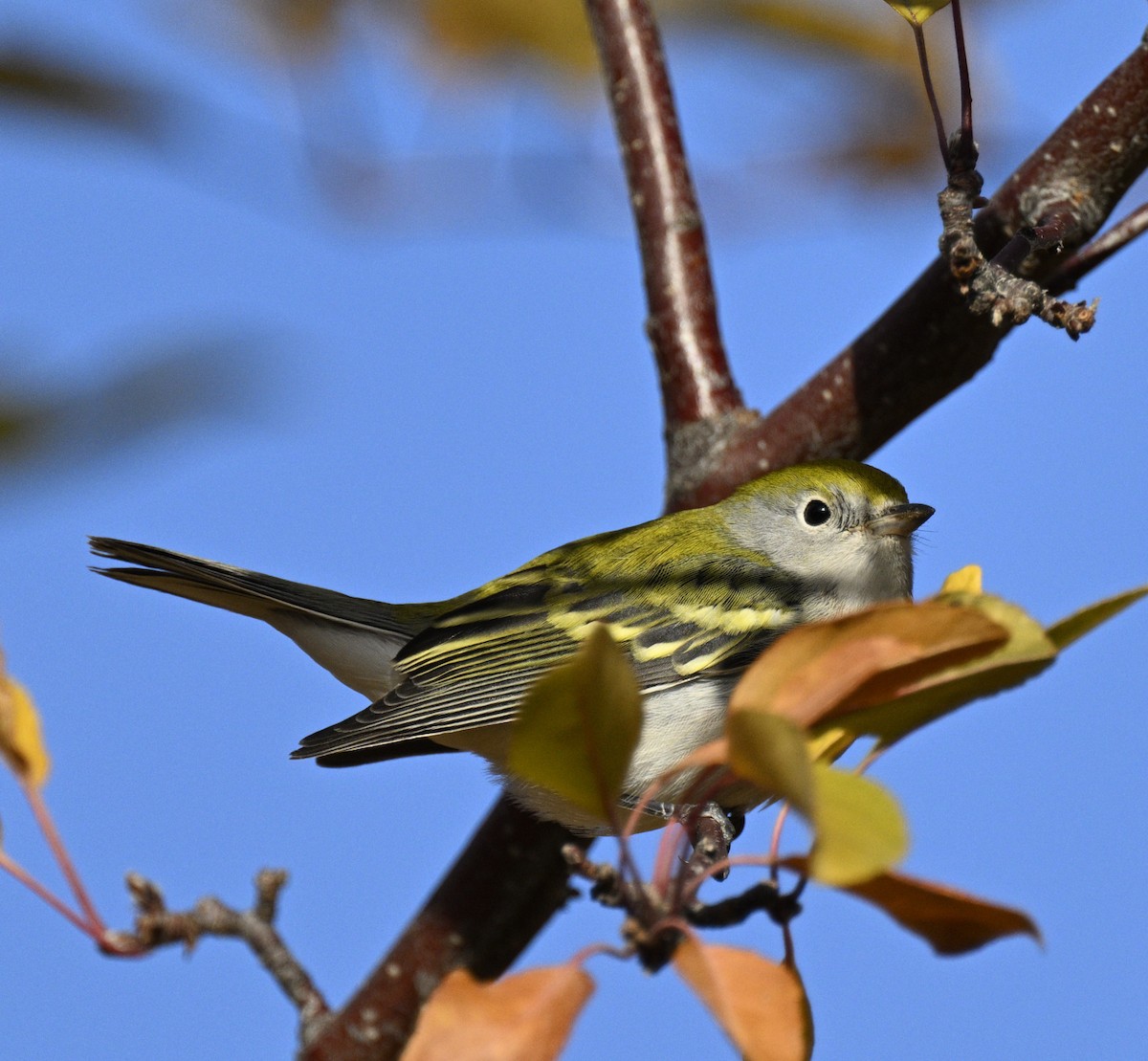 Chestnut-sided Warbler - ML643727681