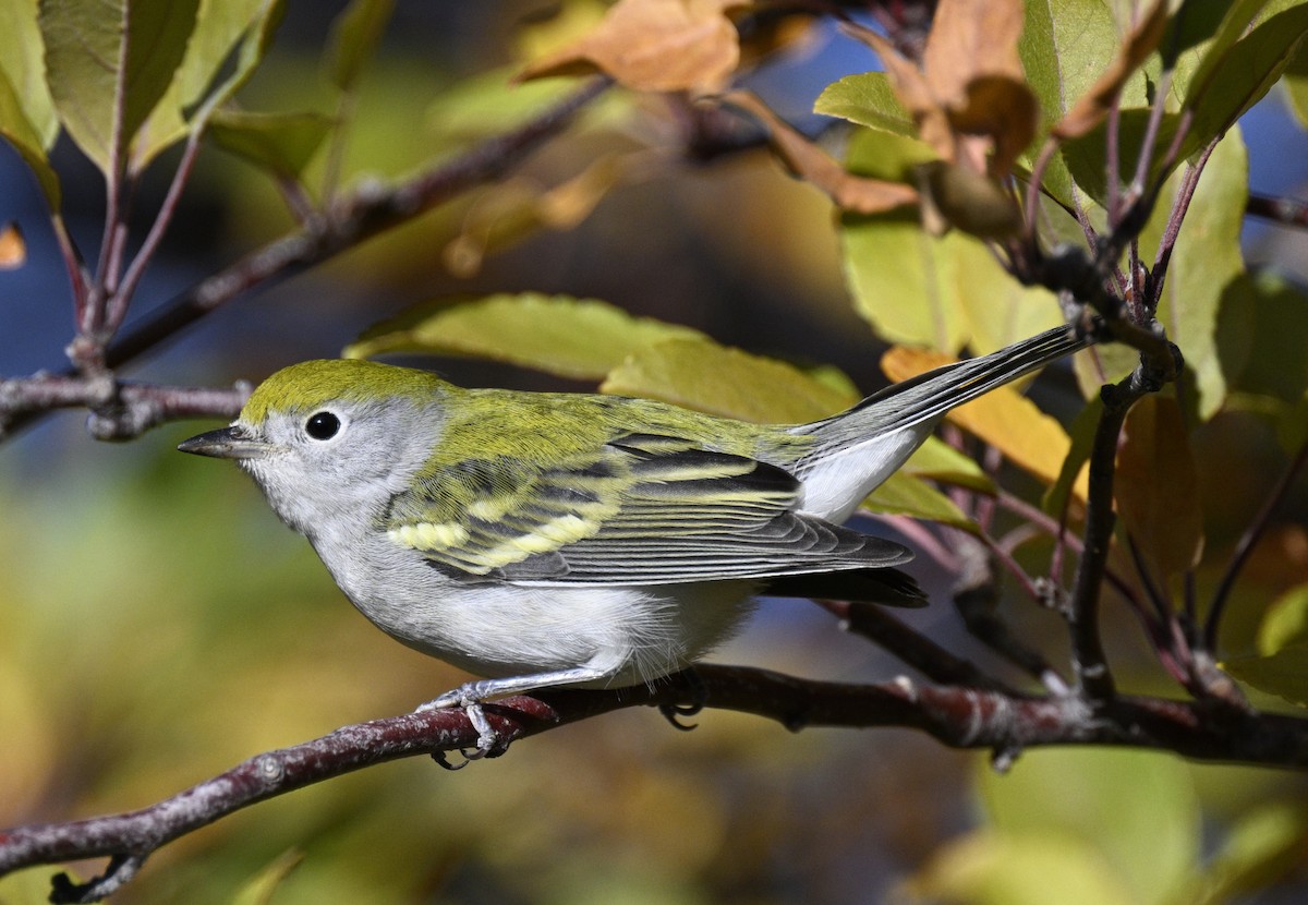 Chestnut-sided Warbler - ML643727682