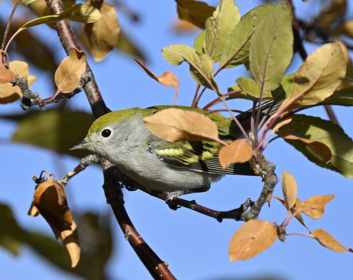 Chestnut-sided Warbler - ML643727683
