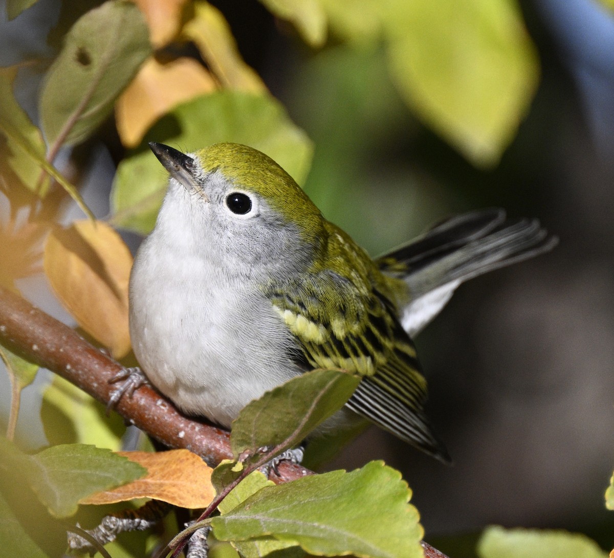 Chestnut-sided Warbler - ML643727684