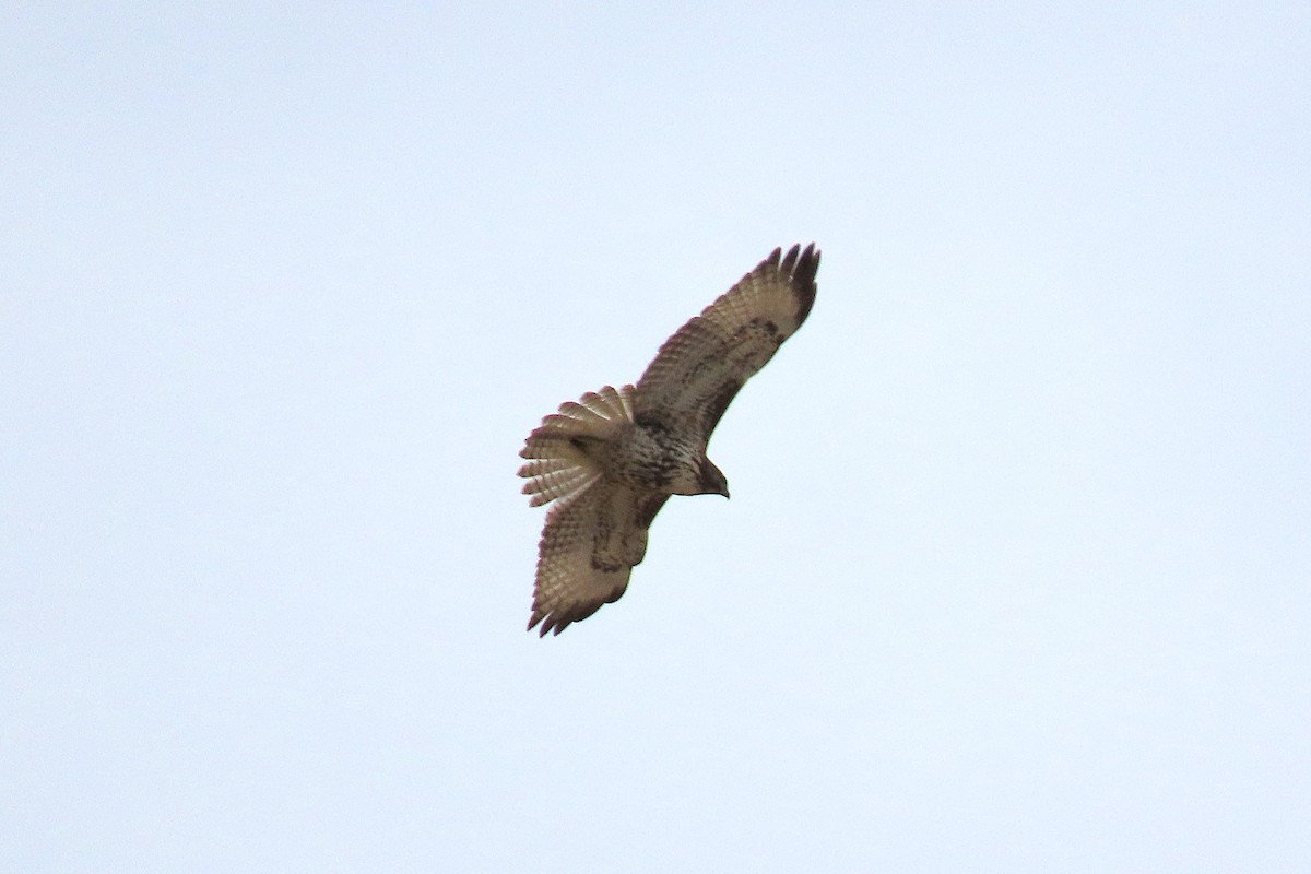 Red-tailed Hawk - ML643727688