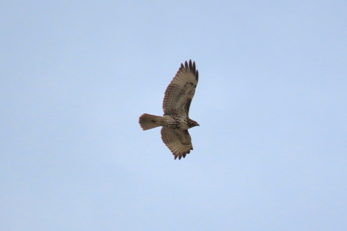 Red-tailed Hawk - ML643727689