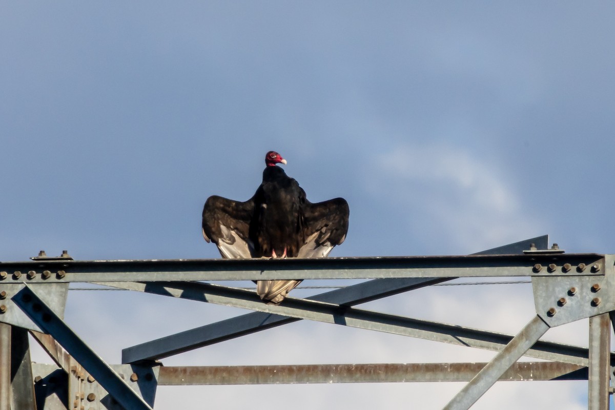 Turkey Vulture - ML643727696